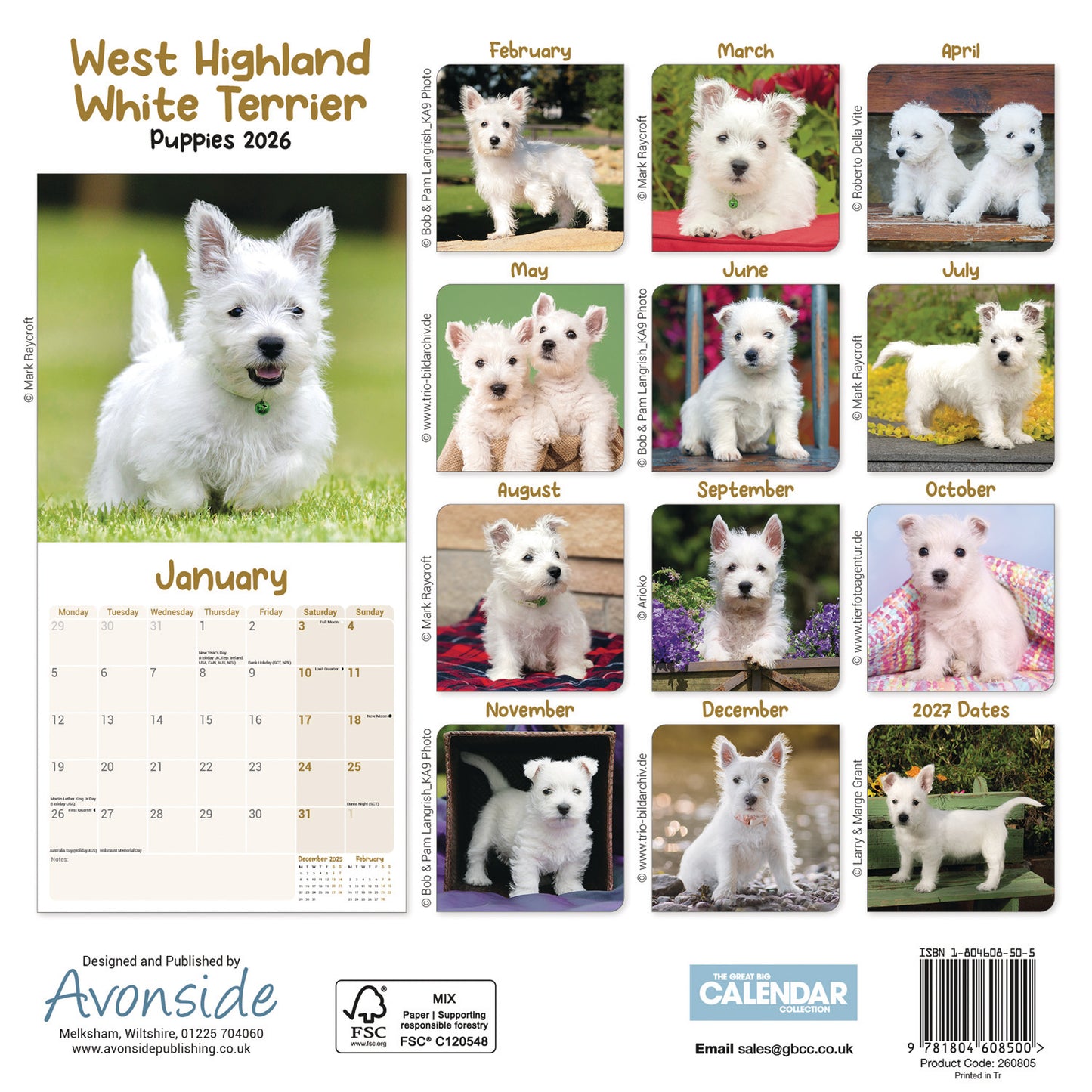 West Highland White Terrier Puppies Mini Calendar 2026