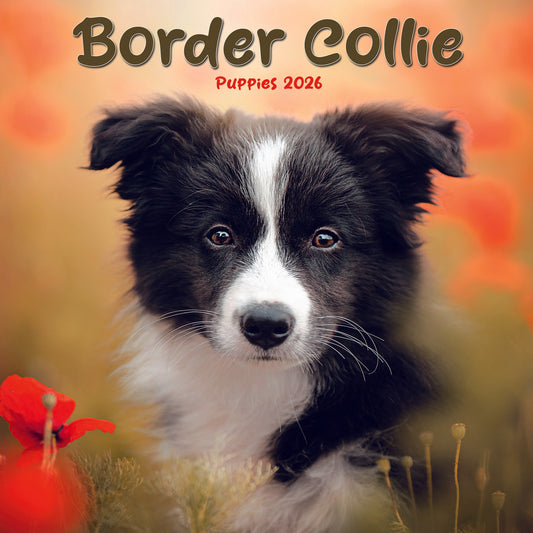 Border Collie Puppies Mini Calendar 2026