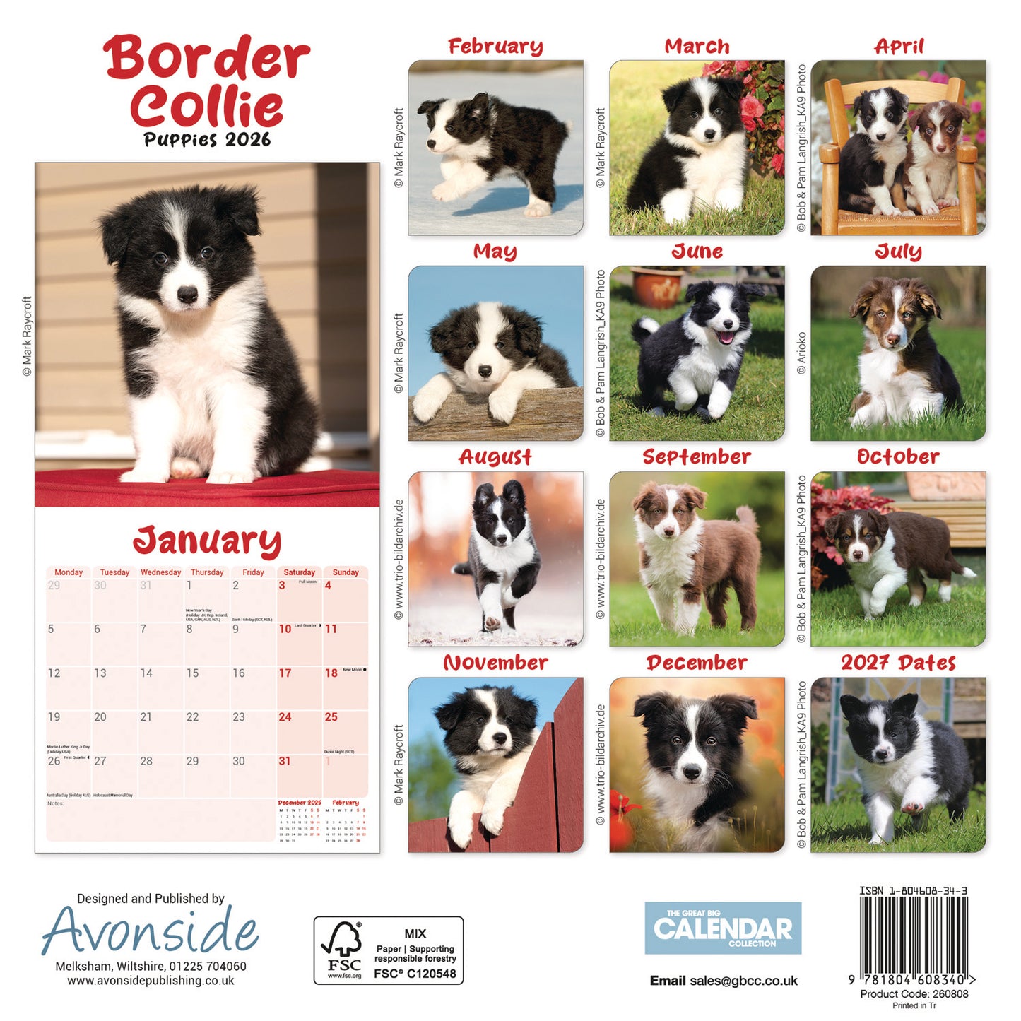 Border Collie Puppies Mini Calendar 2026