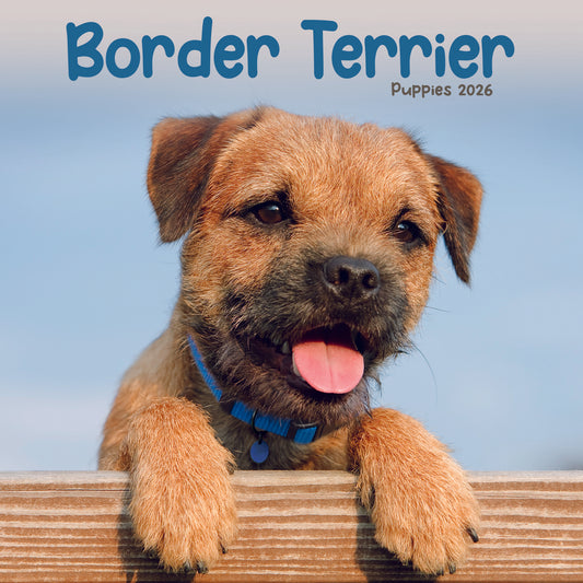 Border Terrier Puppies Mini Calendar 2026