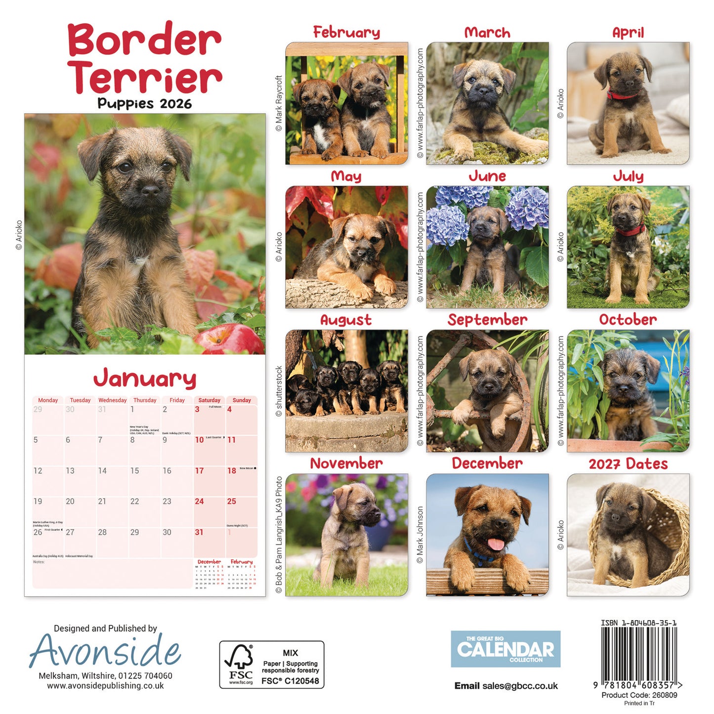 Border Terrier Puppies Mini Calendar 2026