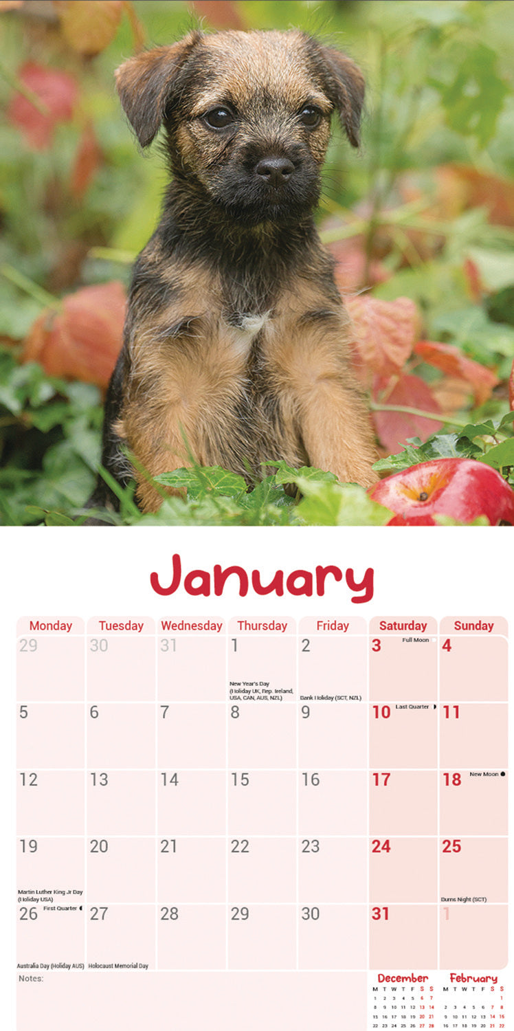 Border Terrier Puppies Mini Calendar 2026
