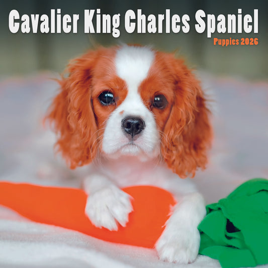 Cavalier King Charles Spaniel Puppies Mini Calendar 2026