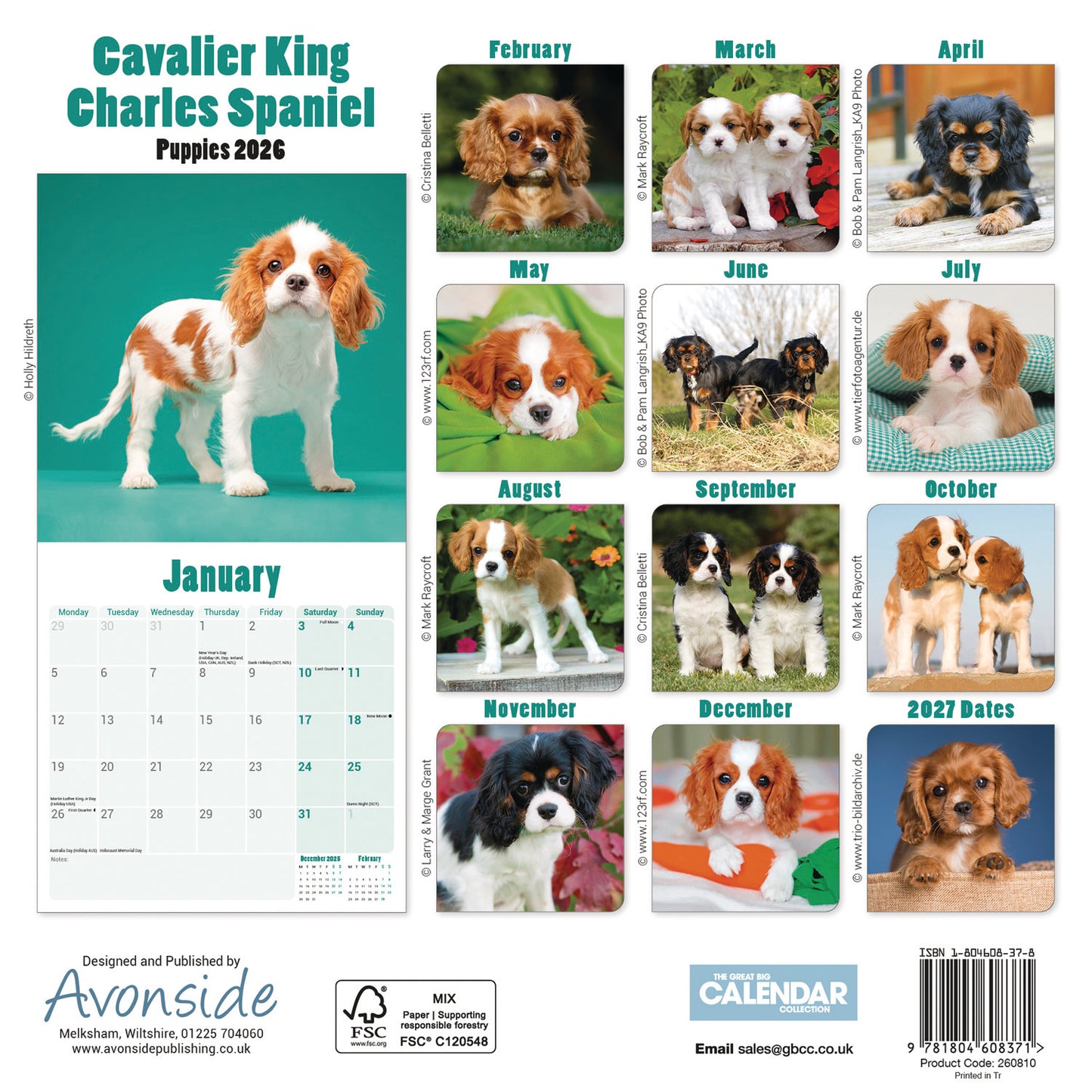 Cavalier King Charles Spaniel Puppies Mini Calendar 2026