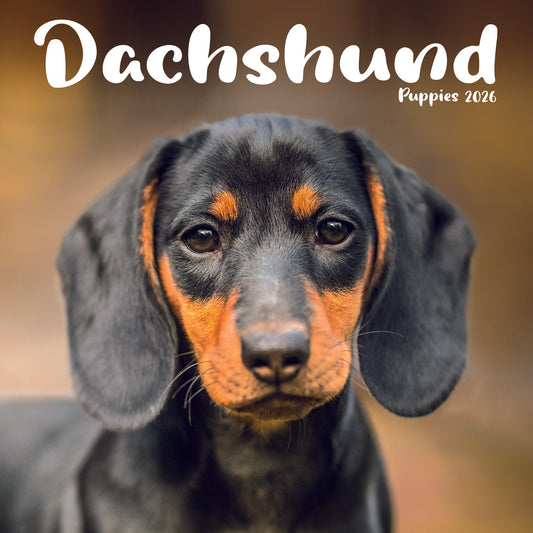 Dachshund Puppies Mini Calendar 2026