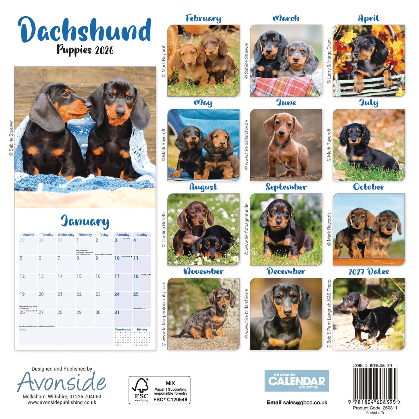 Dachshund Puppies Mini Calendar 2026