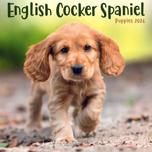 English Cocker Spaniel Puppies Mini Calendar 2026