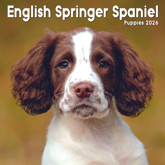 English Springer Spaniel Puppies Mini Calendar 2026