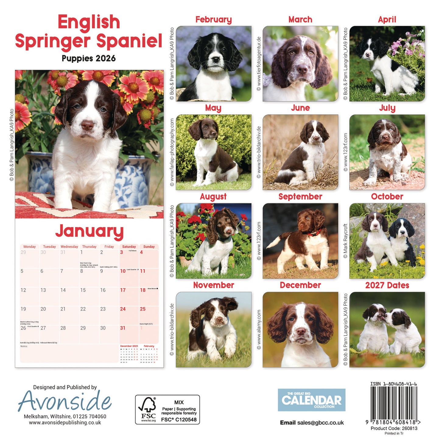 English Springer Spaniel Puppies Mini Calendar 2026
