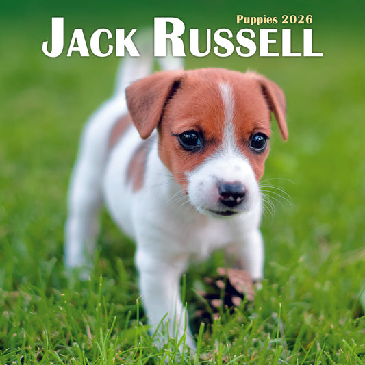 Jack Russell Puppies Mini Calendar 2026