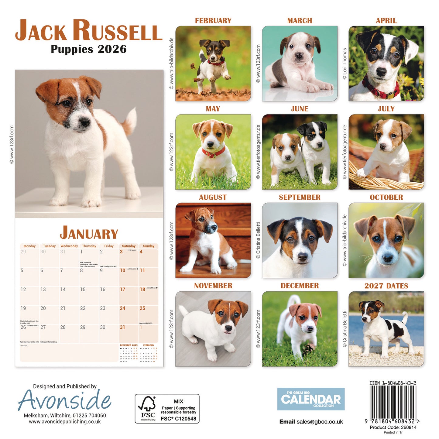 Jack Russell Puppies Mini Calendar 2026