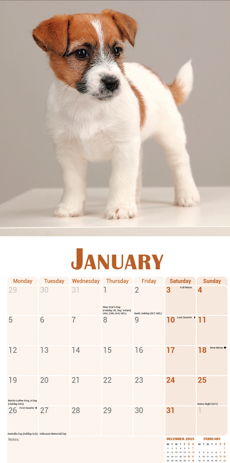 Jack Russell Puppies Mini Calendar 2026