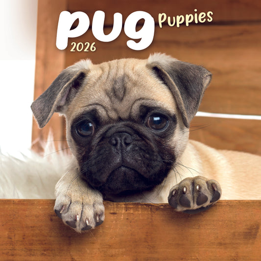 Pug Puppies Mini Calendar 2026