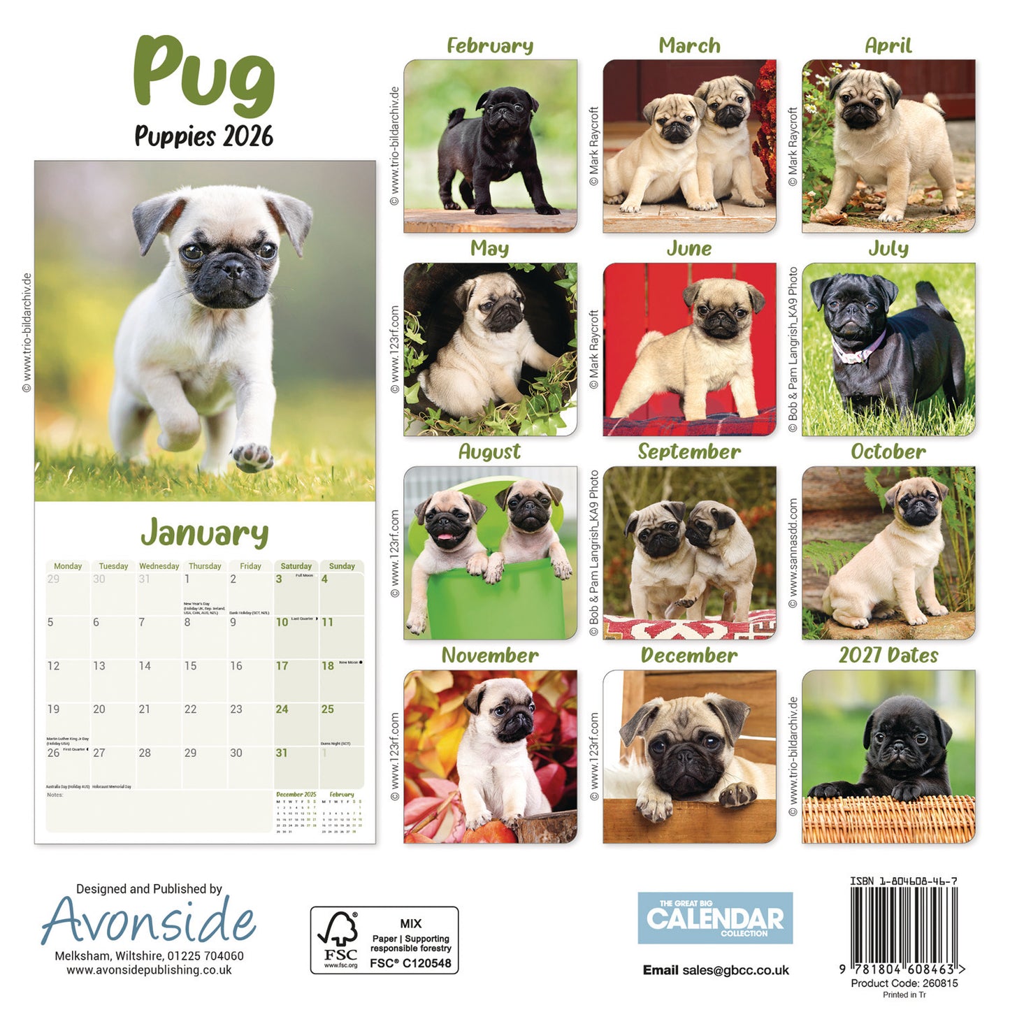 Pug Puppies Mini Calendar 2026