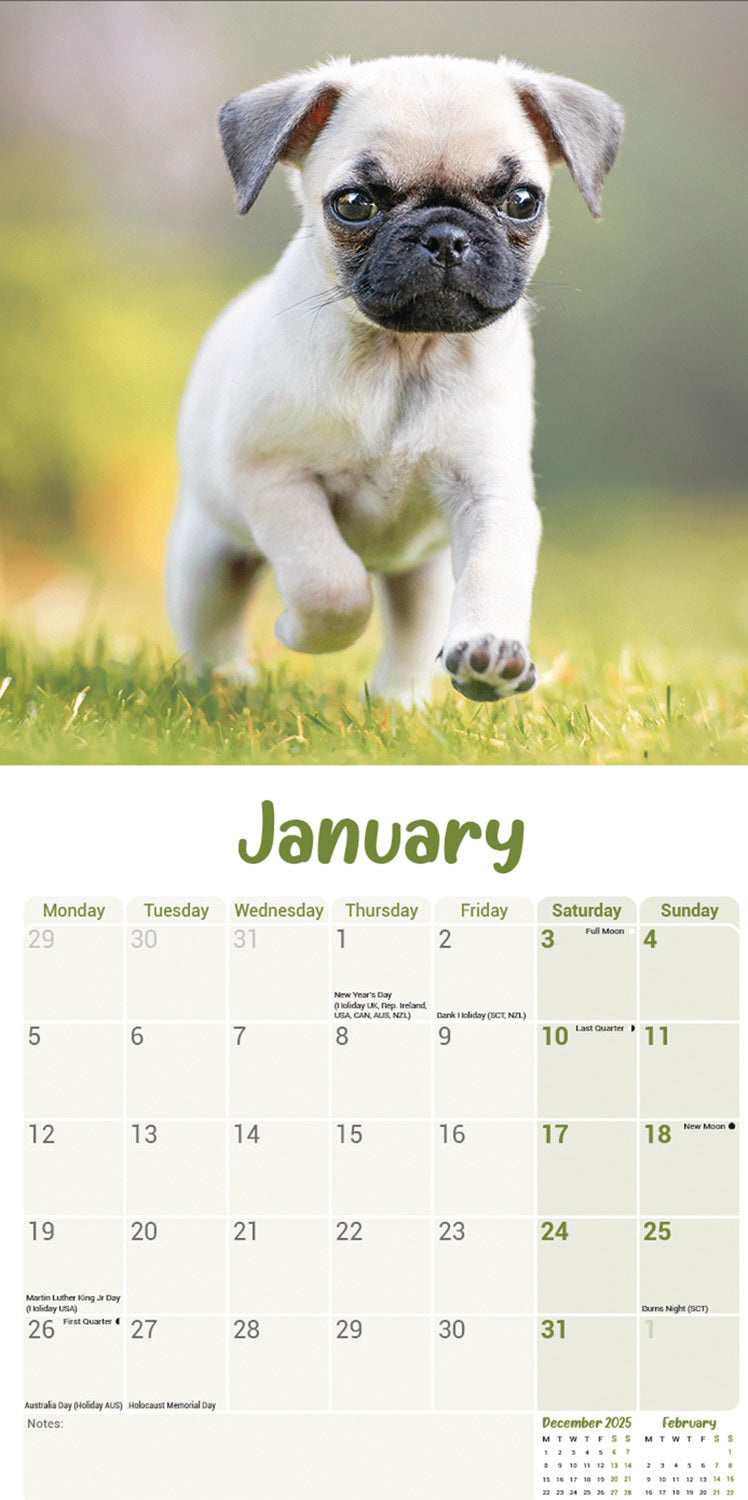 Pug Puppies Mini Calendar 2026