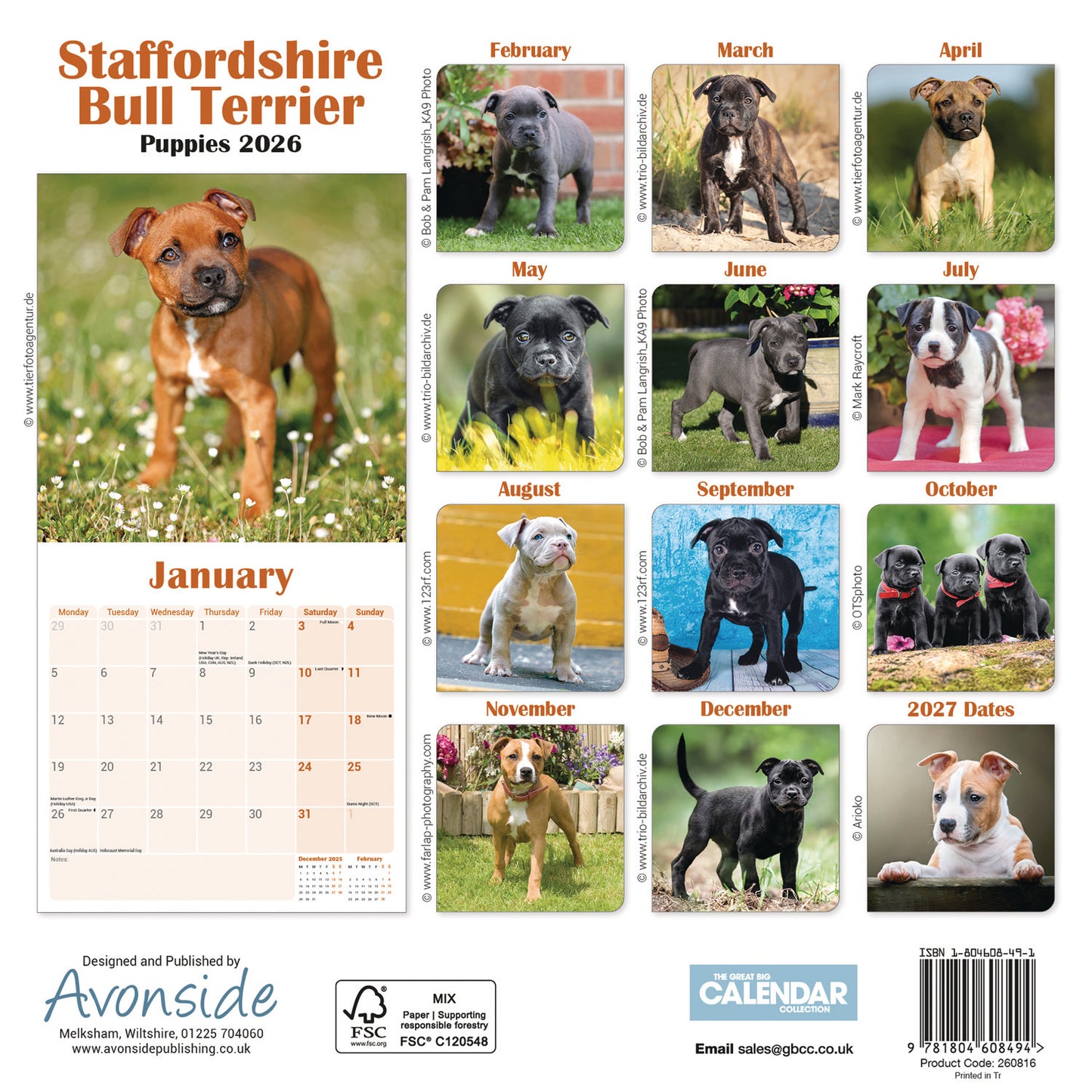 Staffordshire Bull Terrier Puppies Mini Calendar 2026