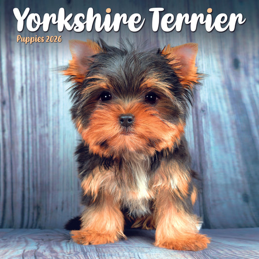 Yorkshire Terrier Puppies Mini Calendar 2026