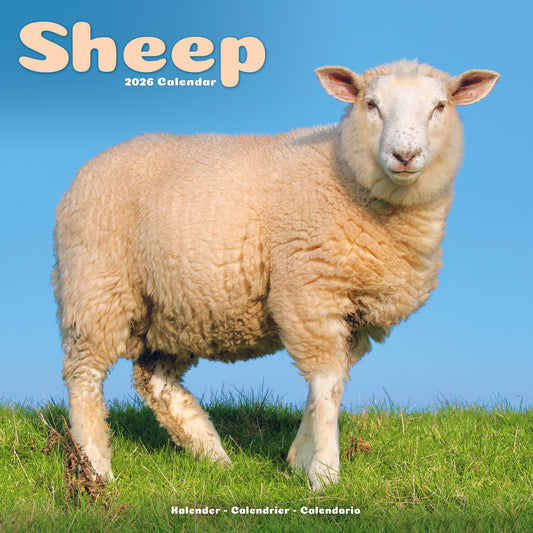 Sheep Wall Calendar 2026