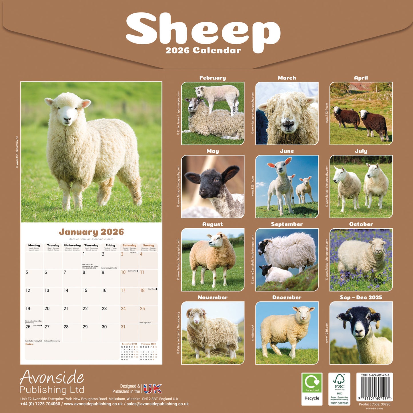 Sheep Wall Calendar 2026