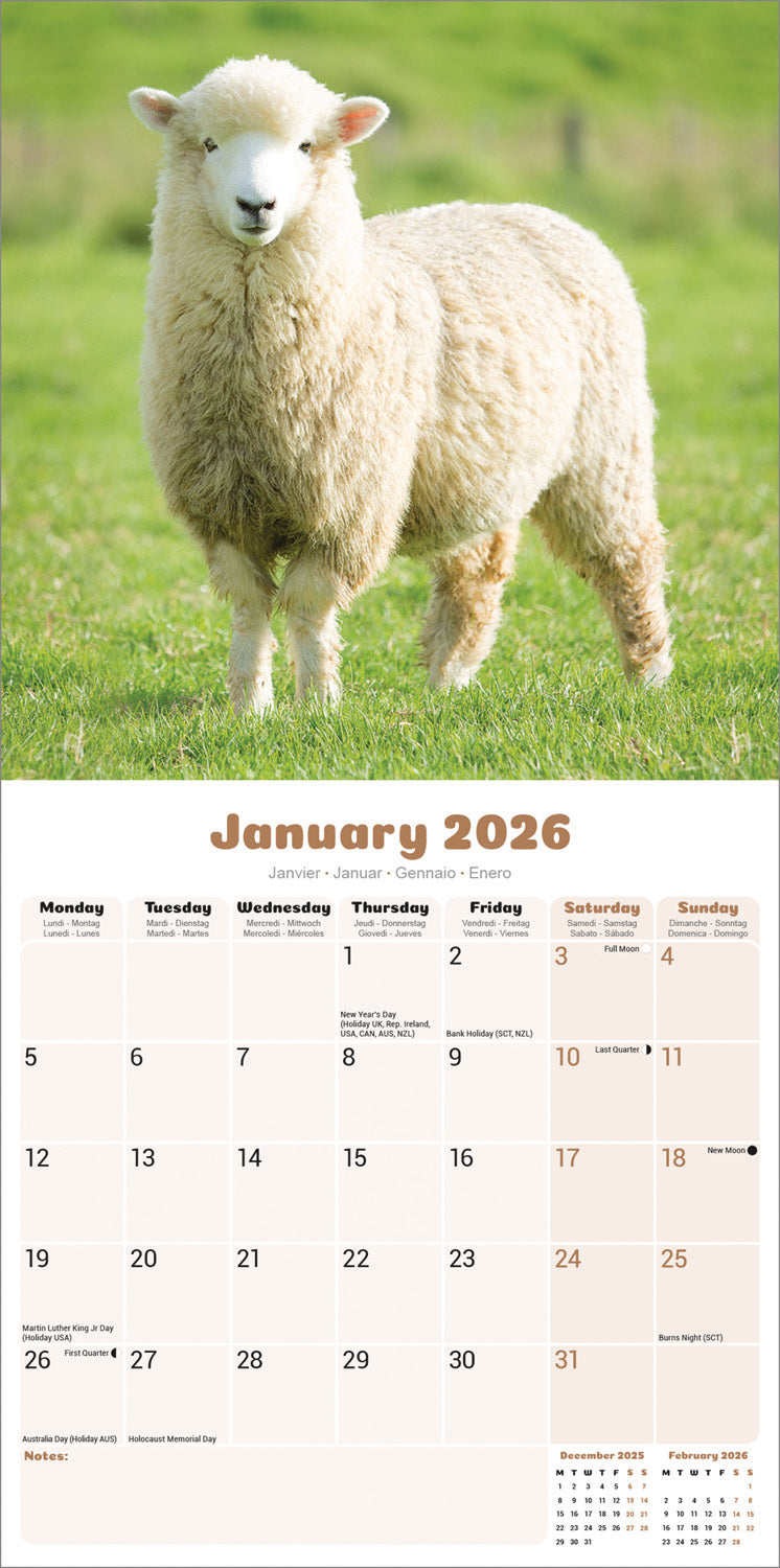 Sheep Wall Calendar 2026