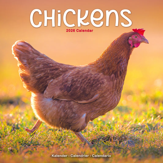 Chickens Wall Calendar 2026