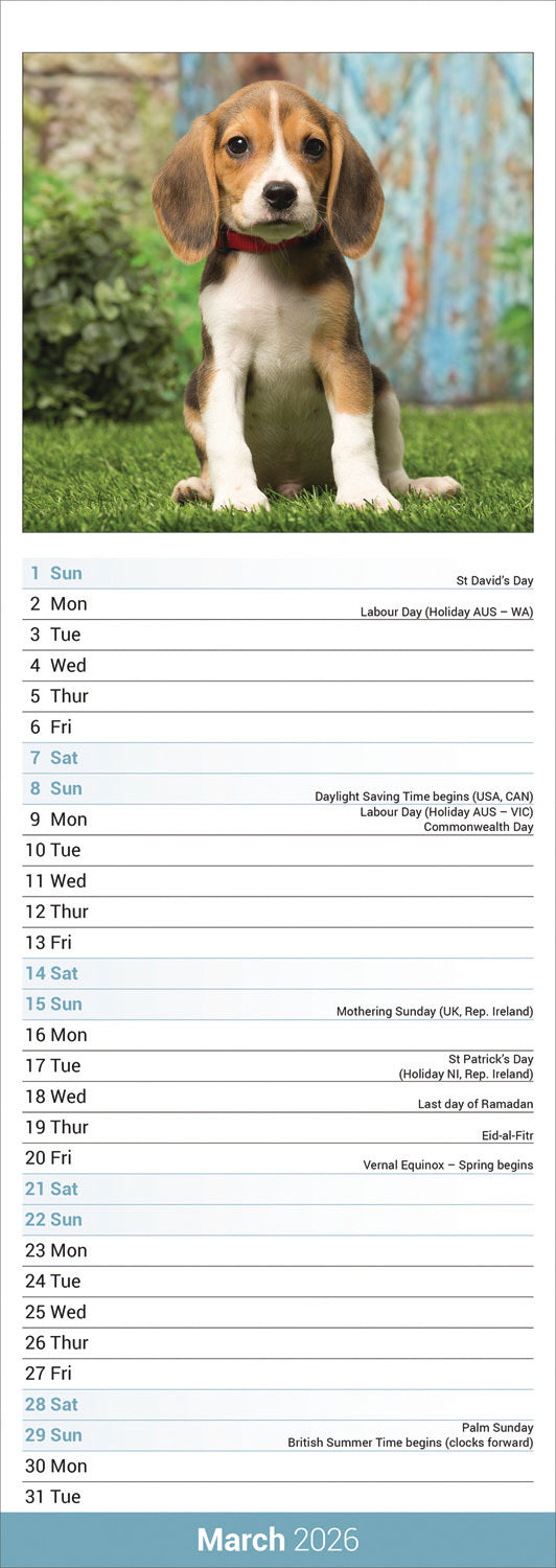 Beagle Slim Calendar 2026