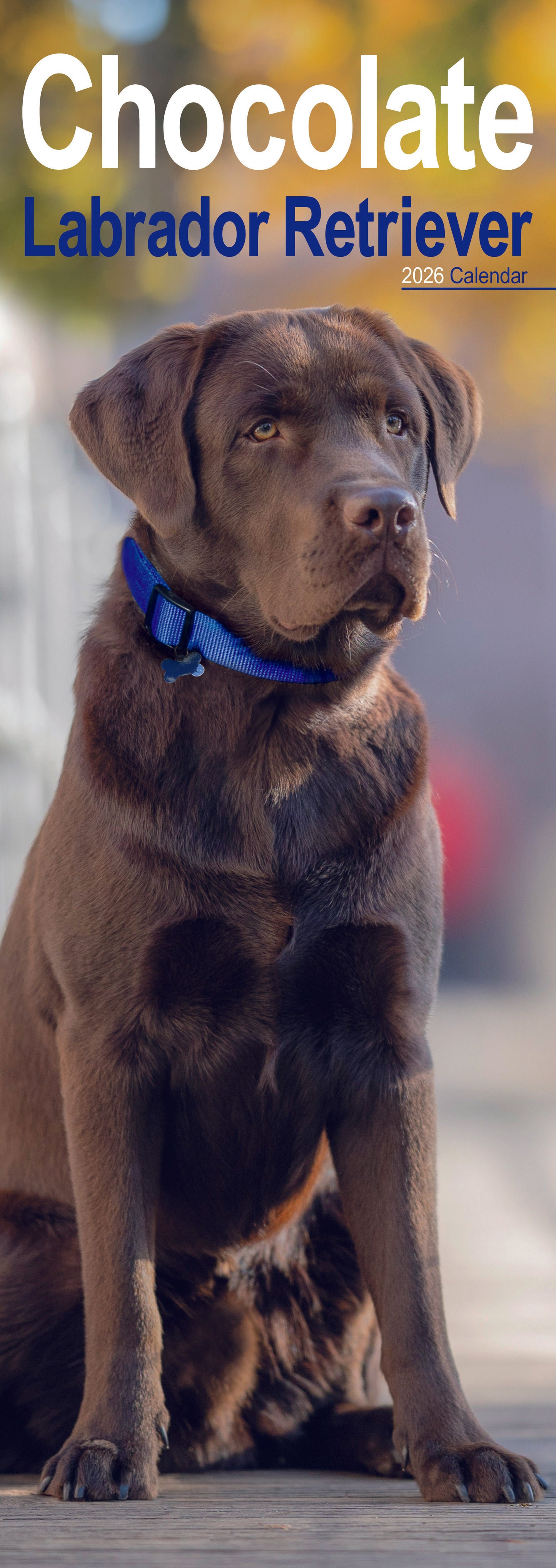 Labrador Retriever Chocolate Slim Calendar 2026