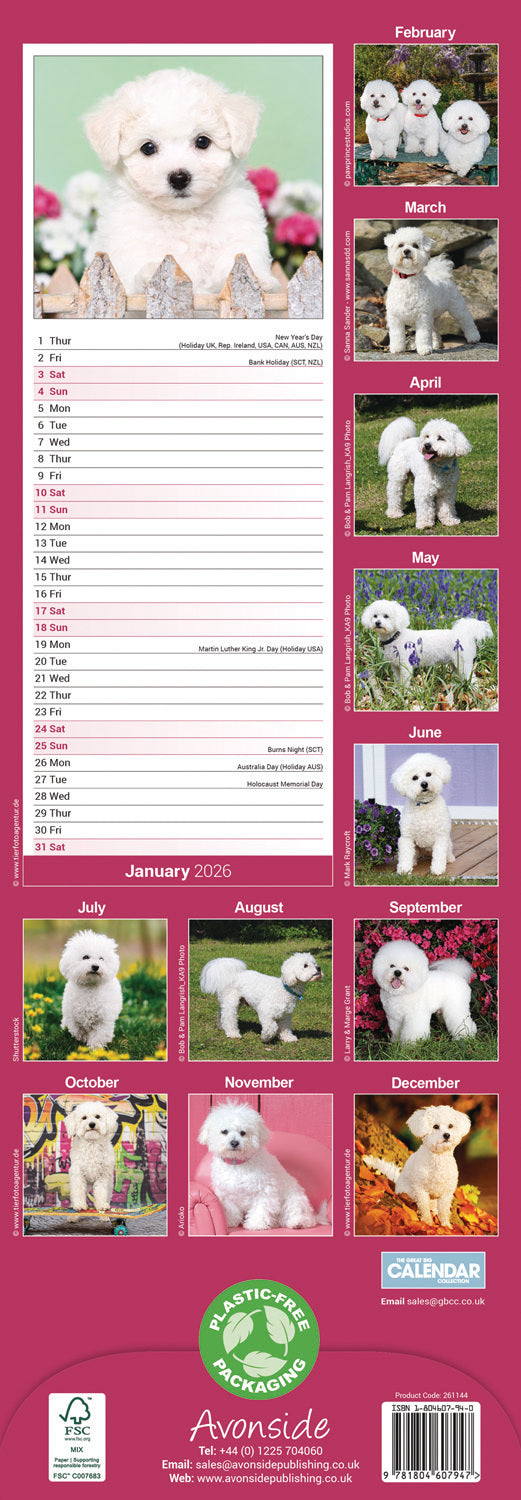 Bichon Frise Slim Calendar 2026