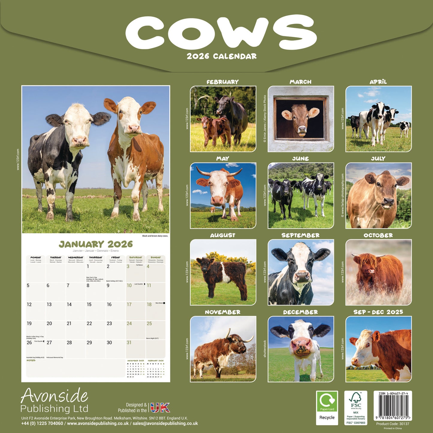 Cows Wall Calendar 2026