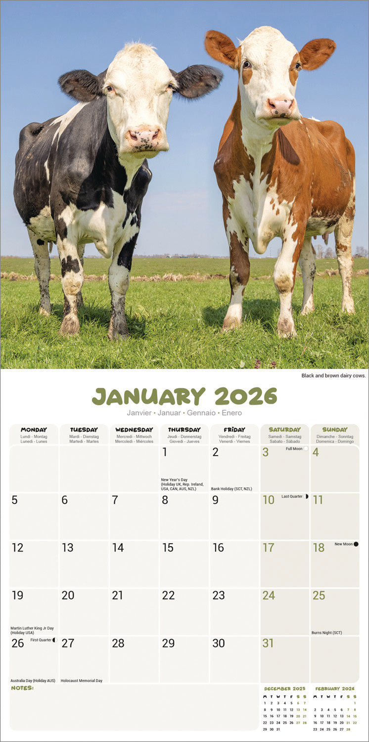 Cows Wall Calendar 2026