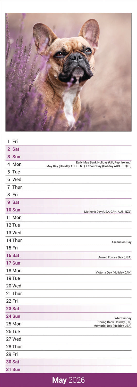 French Bulldog Slim Calendar 2026
