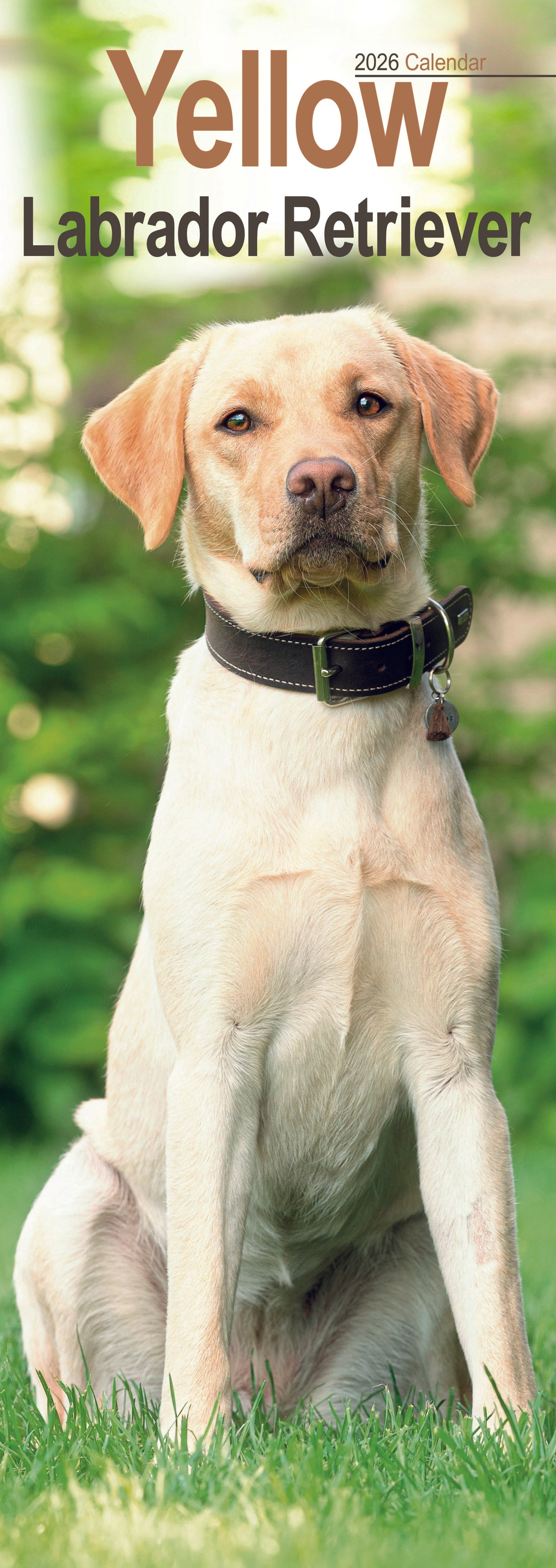 Labrador Retriever Yellow Slim Calendar 2026