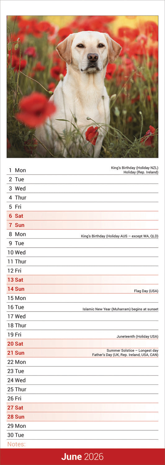 Labrador Retriever Yellow Slim Calendar 2026