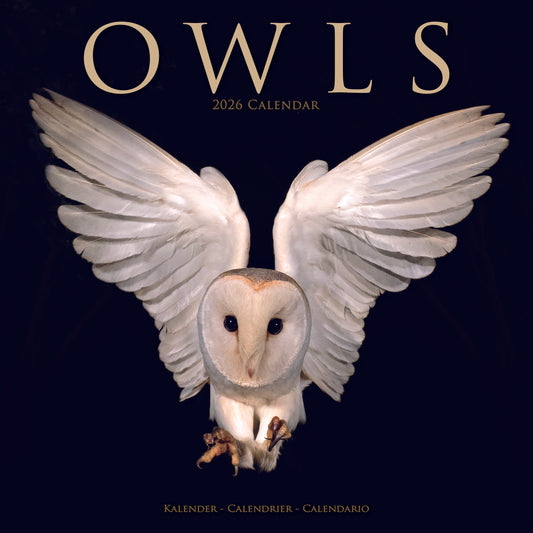 Owls Wall Calendar 2026