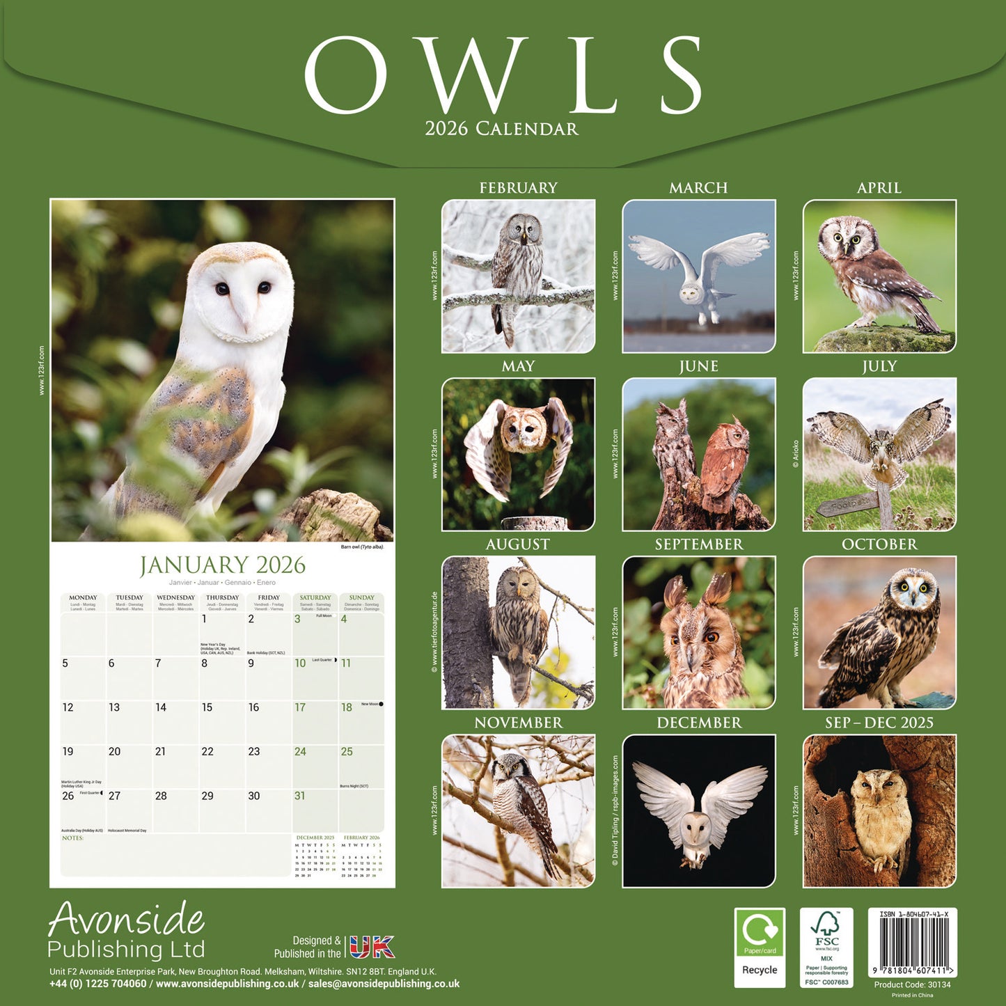 Owls Wall Calendar 2026