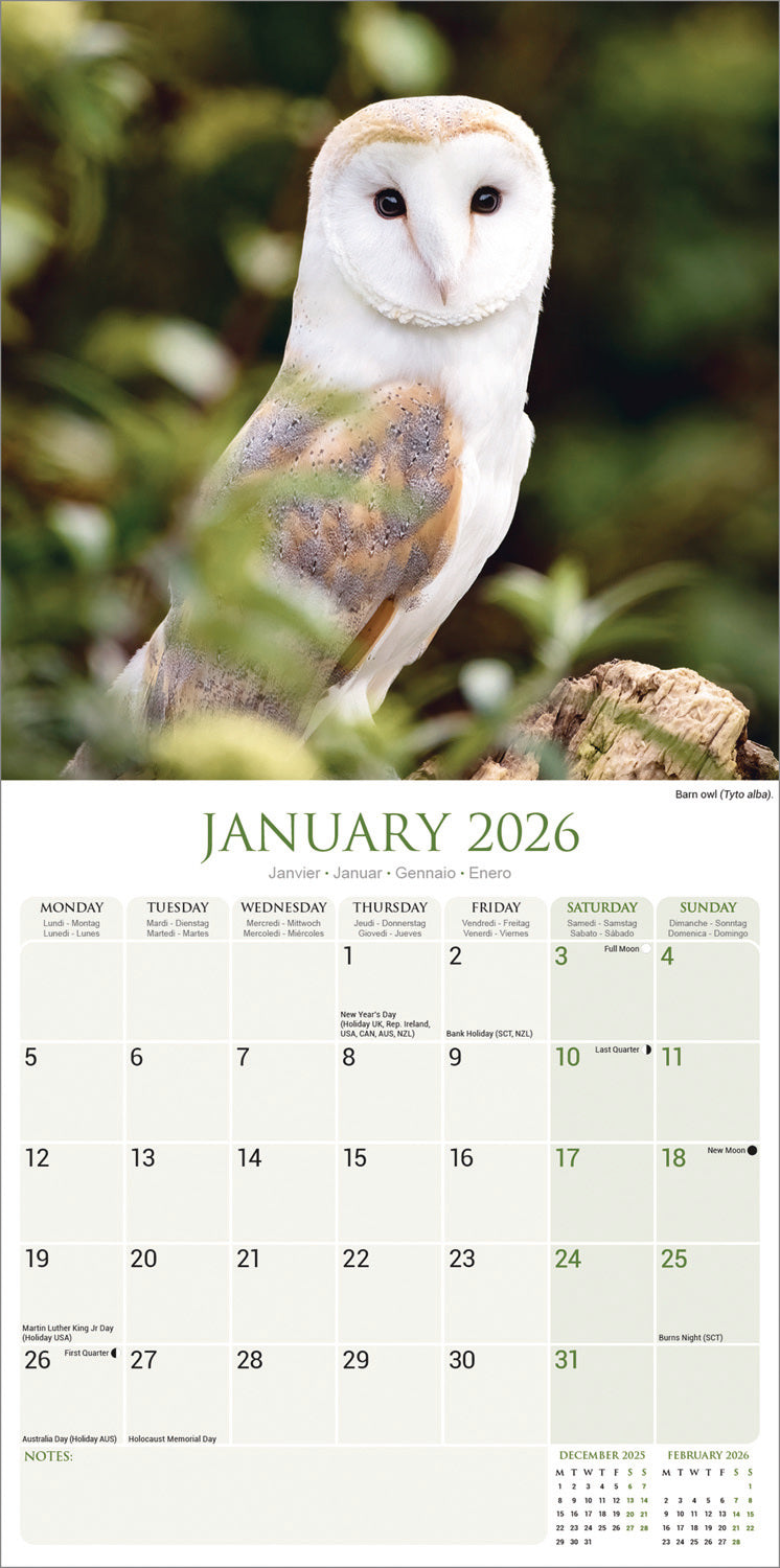 Owls Wall Calendar 2026