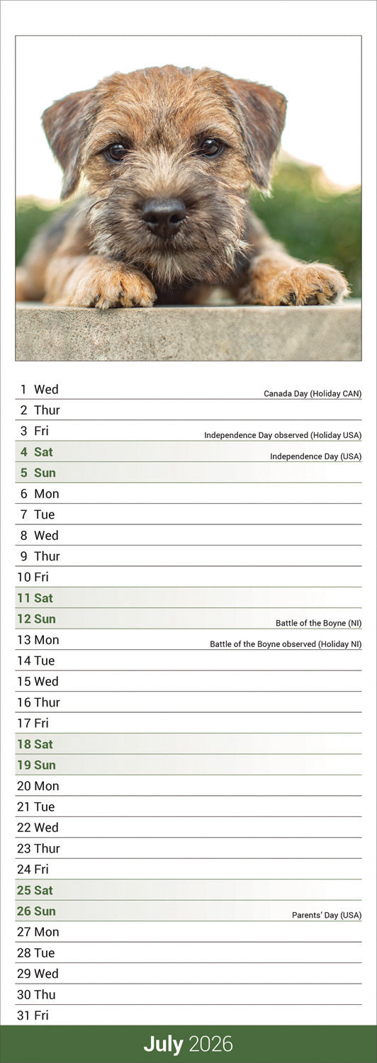 Border Terrier slim calendar 2026