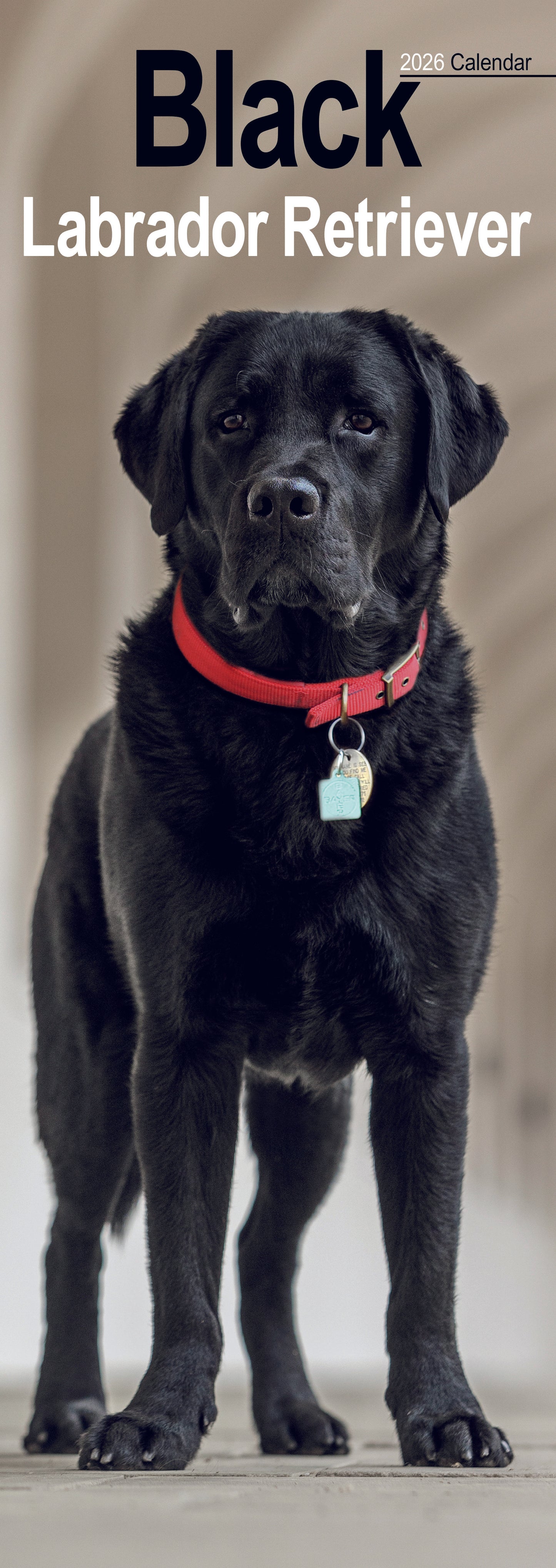 Labrador Retriever Black Slim Calendar 2026