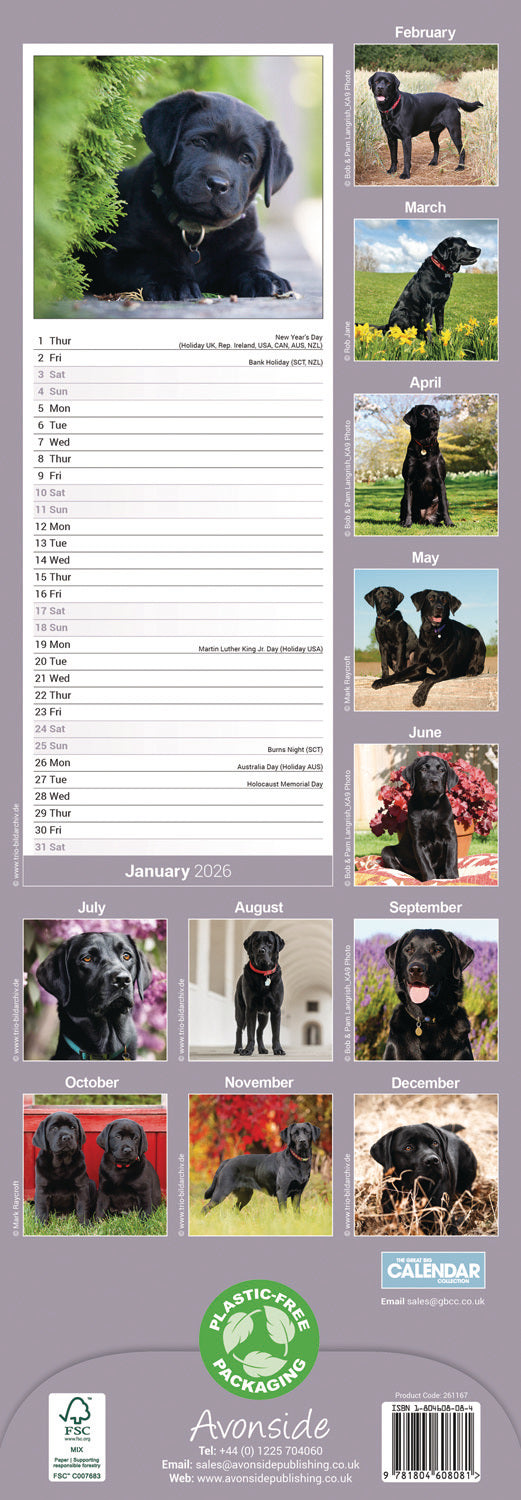 Labrador Retriever Black Slim Calendar 2026