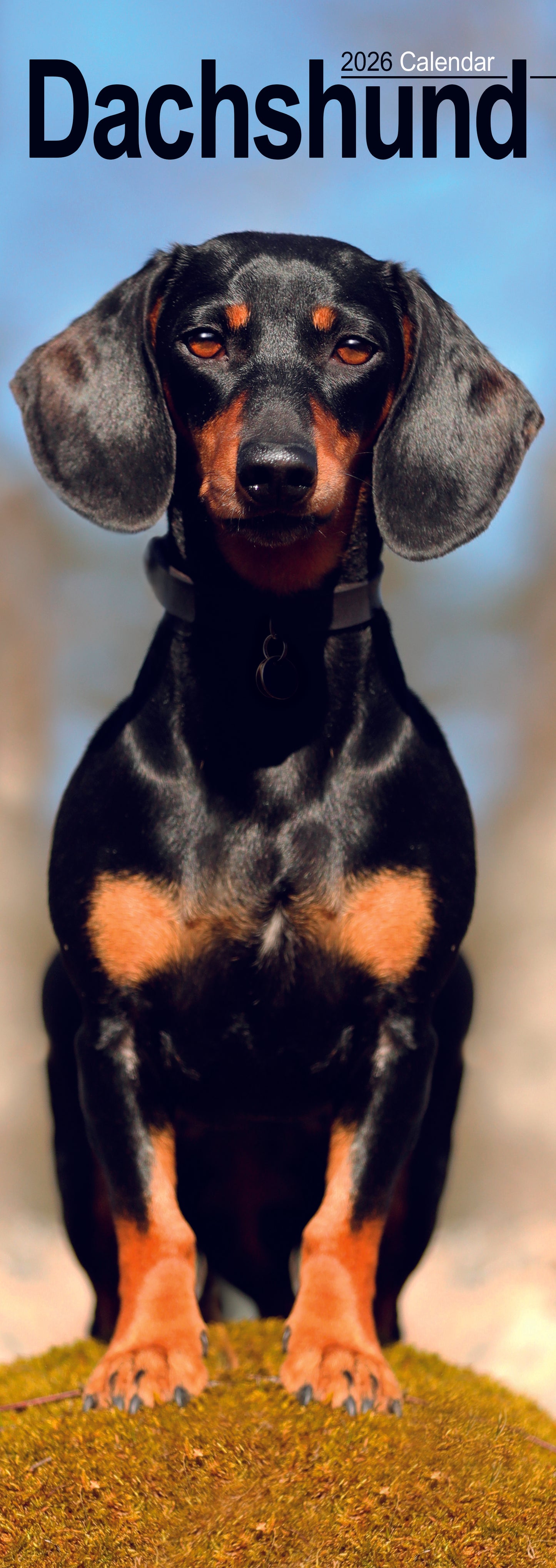 Dachshunds Slim Calendar 2026