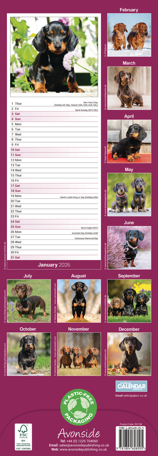 Dachshunds Slim Calendar 2026