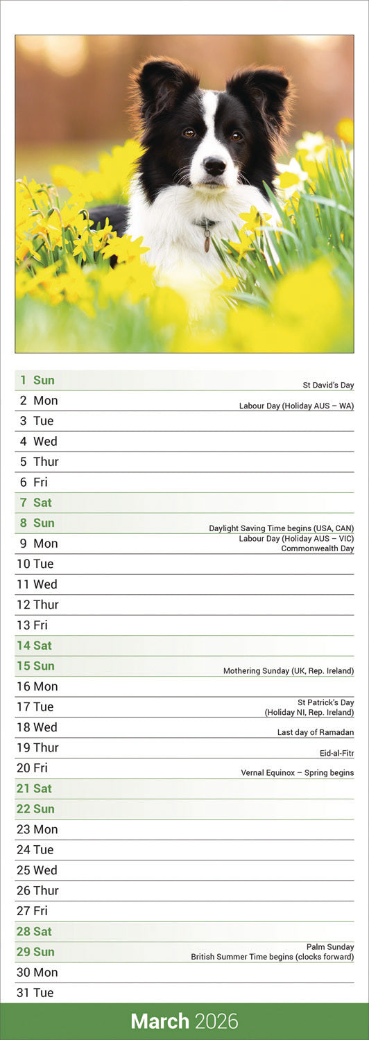 Border Collie slim calendar 2026
