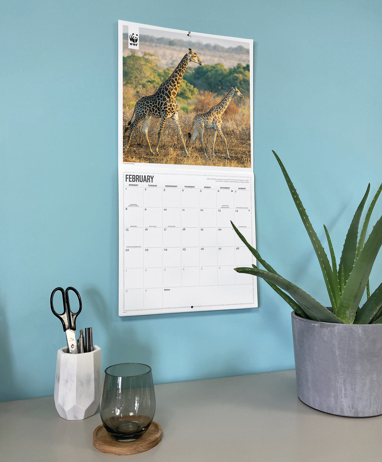 Giraffes WWF Wall Calendar 2027