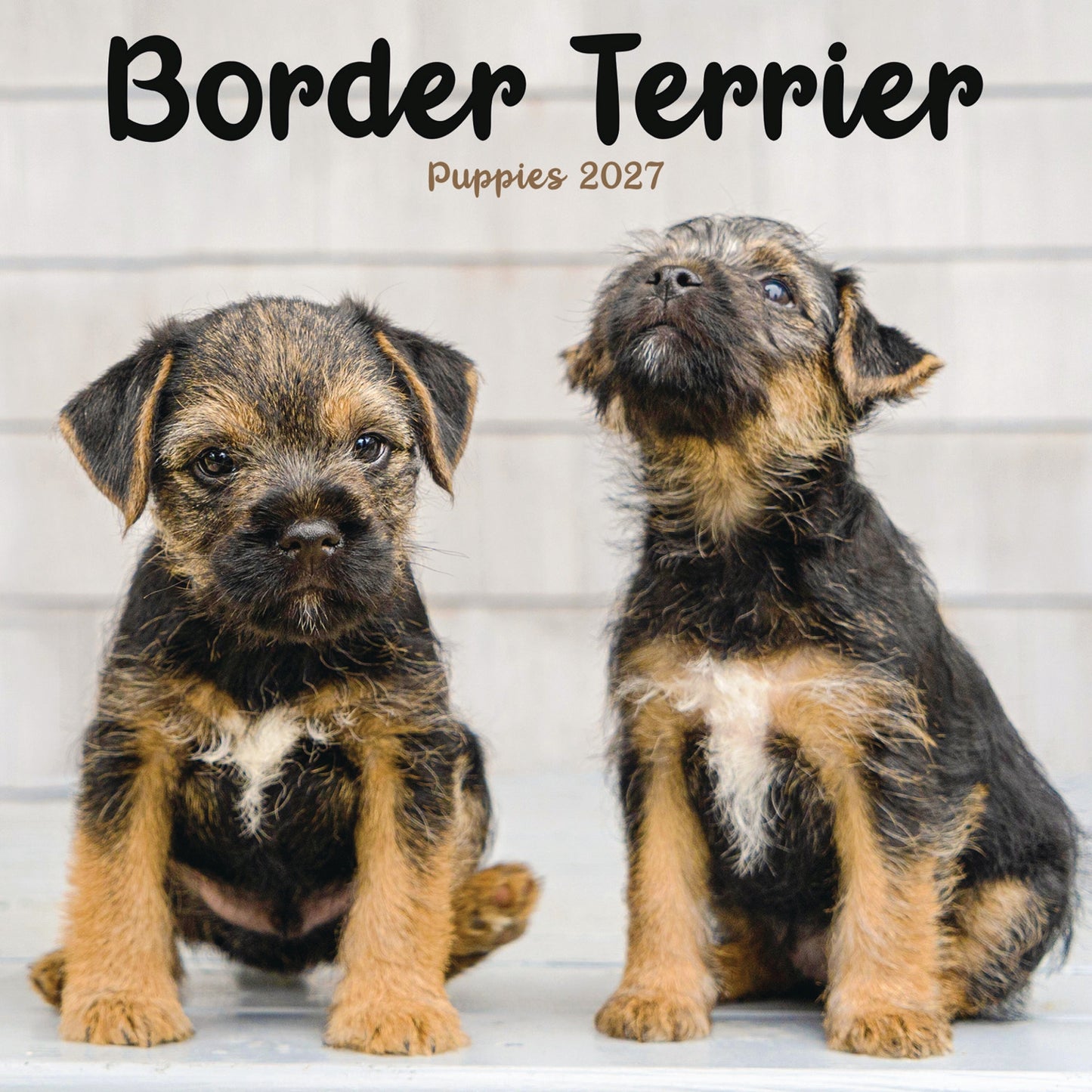Border Terrier Puppies Mini Calendar 2027