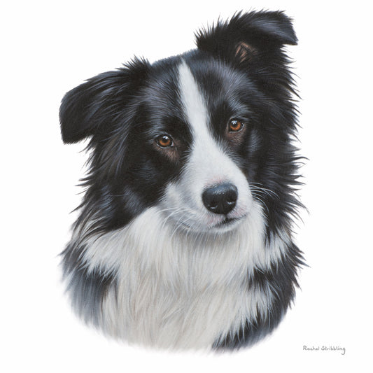 Rachel Stribbling Fine Art Card Collection - Border Collie