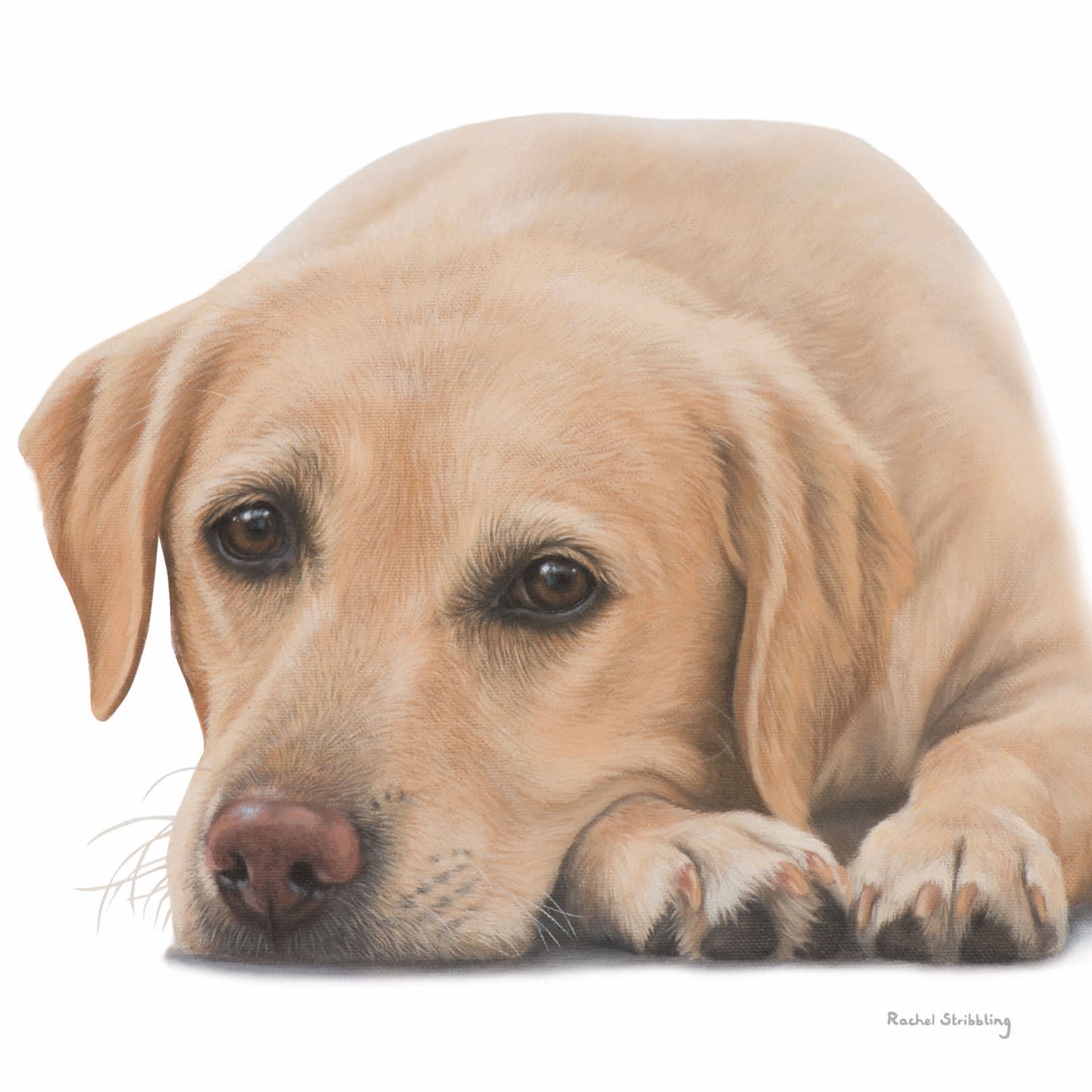 Rachel Stribbling Fine Art Card Collection - Yellow Labrador