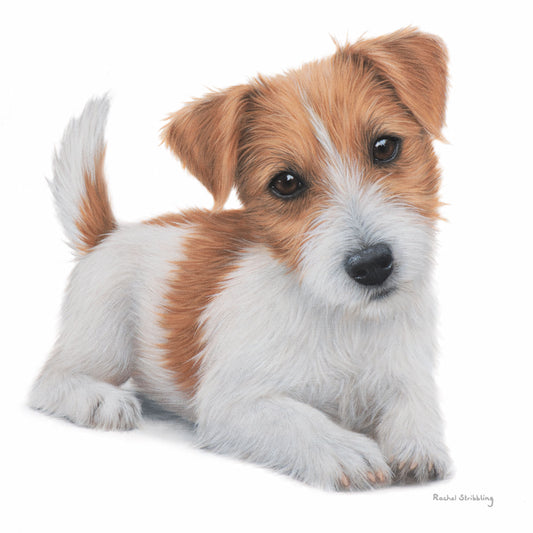 Rachel Stribbling Fine Art Card Collection - Jack Russell