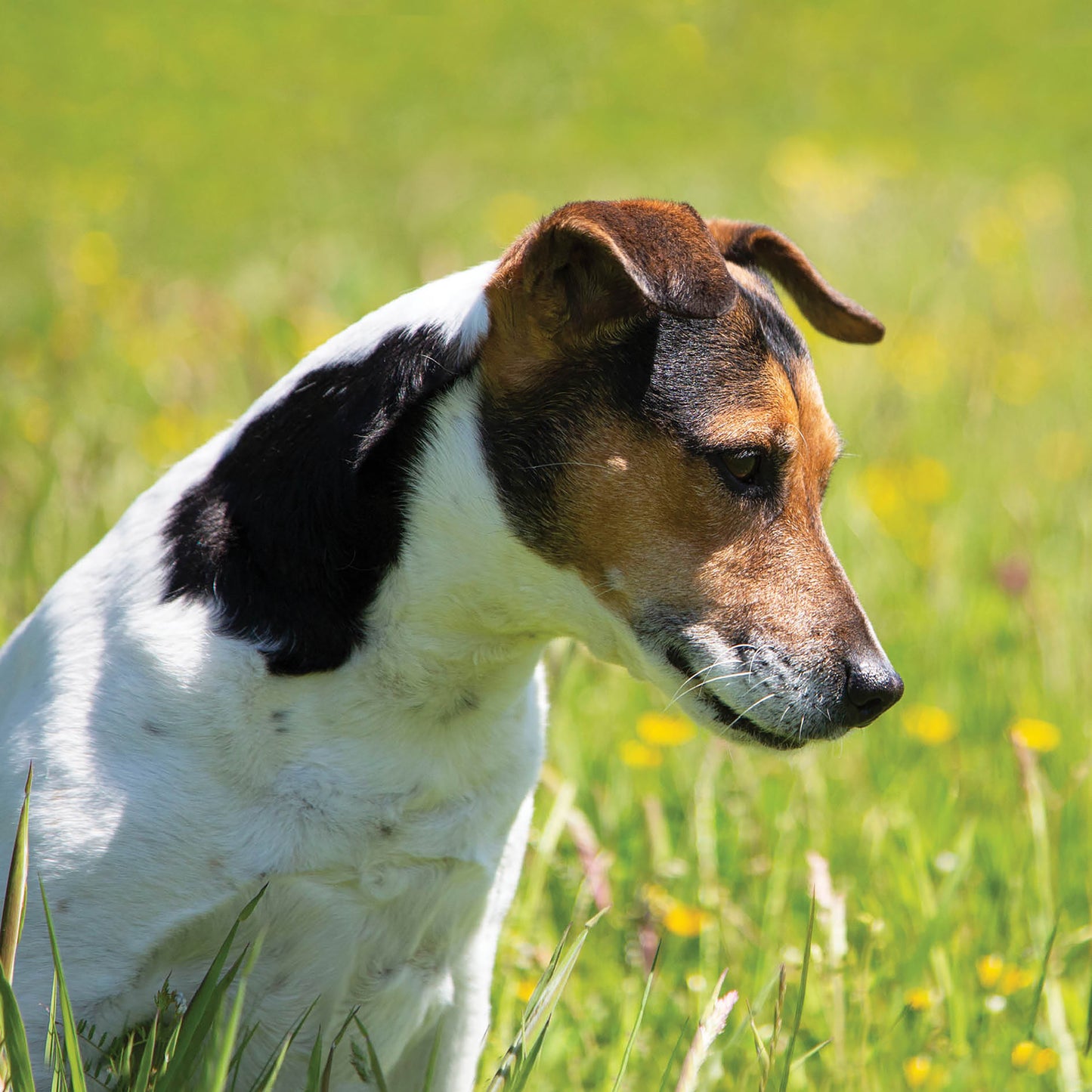 Alex Sharp Card - Dogs - Jack Russell