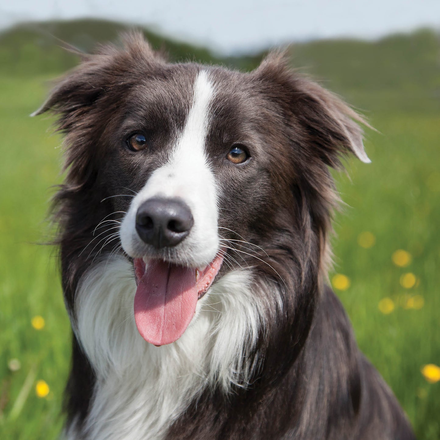 Alex Sharp Card - Dogs - Border Collie