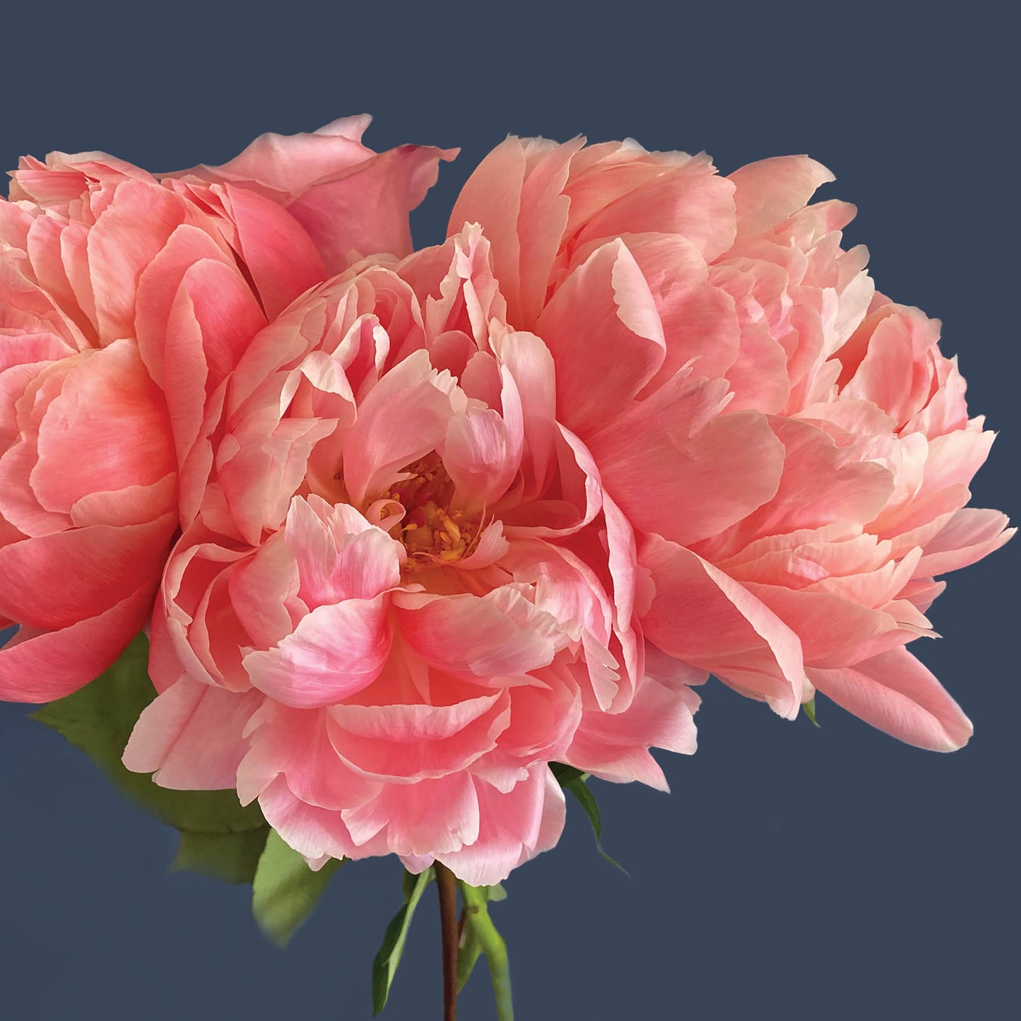 Alex Sharp Card - Floral - Peonies & Roses
